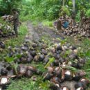 South Pacific islanders strive to rescue their home from toxic legacy