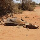 World News in Brief: Somalia drought response, Gaza and Ukraine aid updates, human rights abuses in Tunisia