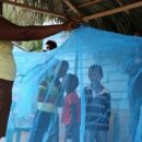 Malaria vaccine is saving children’s lives: WHO