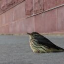 ‘Every Bird Counts:’ How city residents can help protect migratory birds