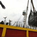 Global fish production hits new high, but climate threats loom
