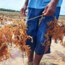 Why sustainable alternatives to plastic are struggling to compete