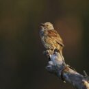 An update to the popular Merlin Bird ID app will turn millions of birdwatchers like me into citizen scientists — doing your bit for bird conservation efforts just got easier