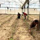 Gaza farmers battle to rebuild as WFP warns of West Bank settler violence