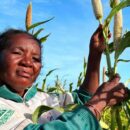 El Niño forecast to intensify, increasing likelihood of extreme weather