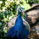 Peacock party takes pride of place in nod to decades of turbulent history