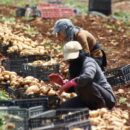 As wars spread, the global food system unravels