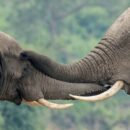Uganda’s UN-supported wildlife forensics lab turns ivory seizures into convictions