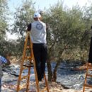 ‘Ominous start’ to West Bank olive harvest amid settler attacks