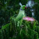 COP17: The world has a plan to save nature. Is it working?