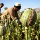 Afghanistan opium production jumps fivefold as farmers find ways round Taliban ban