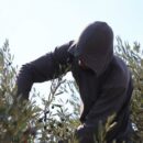 ‘Season of fear’: Escalating Israeli attacks on West Bank olive farmers, deadly strikes on Gaza